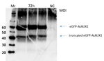 AUX1/Auxin transporter protein 1 Antibody in Western Blot (WB)