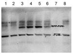 FUM1+FUM2/Fumarase 1+2 (mitochondrial/cytosolic) Polyclonal Antibody