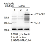 HDT3/Histone deacetylase HDT3 Polyclonal Antibody