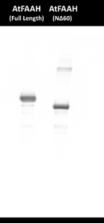 FAAH/Fatty acid amide hydrolase Polyclonal Antibody