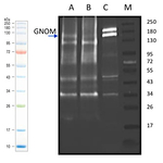 GN/Gnom Polyclonal Antibody