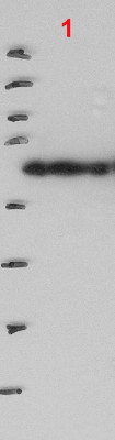 PELOTA/Protein pelota homolog Polyclonal Antibody