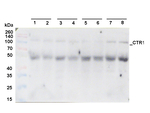 CTR1/Constitutive triple response 1 Antibody in Western Blot (WB)