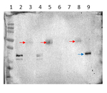 LFY/Leafy Polyclonal Antibody