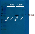 BIK1/Botrytis-induced kinase 1 Antibody in Western Blot (WB)