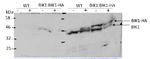 BIK1/Botrytis-induced kinase 1 Antibody in Western Blot (WB)