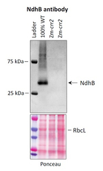 NdhB/NAD(P)H-quinone oxidoreductase subunit 2 (chloroplastic) Polyclonal Antibody