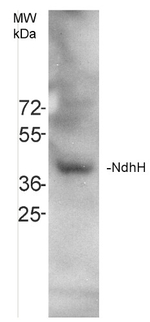 NdhH/NAD(P)H-quinone oxidoreductase subunit H (chloroplastic) Polyclonal Antibody