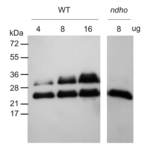 NdhS/NAD(P)H-quinone oxidoreductase subunit S (chloroplastic) Polyclonal Antibody