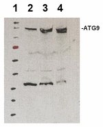 ATG9/Autophagy-related protein 9 Polyclonal Antibody