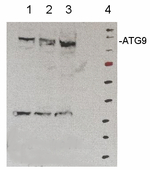 ATG9/Autophagy-related protein 9 Antibody in Western Blot (WB)