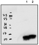 RPL33/50S ribosomal protein L33 (chloroplastic) Polyclonal Antibody