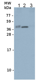 FBA/Fructose-bisphosphate aldolase 1 (chloroplastic) Polyclonal Antibody