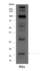 RPS14/Ribosomal protein S14 (mitochondrial) Antibody in Western Blot (WB)