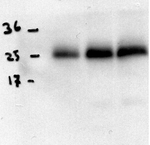 Thioredoxin-like protein HCF164, chloroplastic Polyclonal Antibody