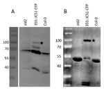 ICS1/Isochorismate synthase 1, chloroplastic Antibody in Western Blot (WB)