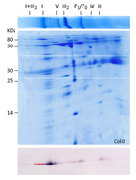 Gamma CA/Gamma Carbonic anhydrases Antibody in Western Blot (WB)