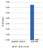 Psc/Polycomb group protein Psc Polyclonal Antibody