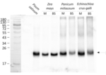 Cyt b6/PetB/Thylakoid membrane cytochrome b6 protein Polyclonal Antibody