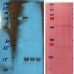 CRY2/Cryptochrome 2 Polyclonal Antibody