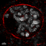 SUN1,2/SUN domain-containing protein 1,2 Antibody in Immunocytochemistry (ICC/IF)