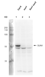 SUN1,2/SUN domain-containing protein 1,2 Antibody in Western Blot (WB)
