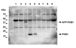AHB1/Non-symbiotic hemoglobin 1 Polyclonal Antibody