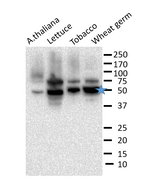 eIF4A/Eukaryotic initiation factor eIF4A Antibody in Western Blot (WB)