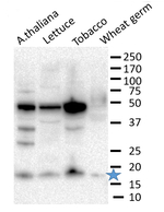 eIF1/Eukaryotic initiation factor eIF1 Antibody in Western Blot (WB)
