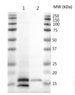 CURT1B/Curvature thylakoid 1B Antibody in Western Blot (WB)