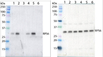 Phospho-RPS6A (Ser237) Polyclonal Antibody