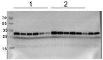 Phospho-RPS6A (Ser237) Antibody in Western Blot (WB)