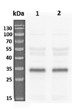 RPS6A/40S ribosomal protein S6-1 Polyclonal Antibody
