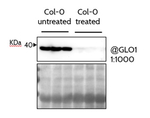 GLO1/(S)-2-hydroxy-acid oxidase GLO1 Polyclonal Antibody