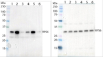Phospho-RPS6A (Ser240) Polyclonal Antibody