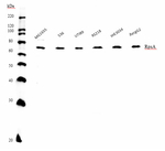 RPSA/30S ribosomal protein S1 Polyclonal Antibody
