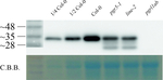 PGRL1/PGR5-like protein 1A (chloroplastic) Polyclonal Antibody