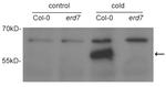 ERD7/Early Response to Dehydration 7 Polyclonal Antibody