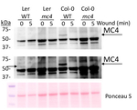 MC4/Metacaspase-4 Polyclonal Antibody