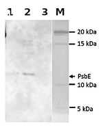 PsbE/Cytochrome b559 subunit alpha (Algal) Polyclonal Antibody