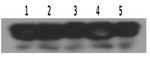 eIF2-alpha/Eukaryotic translation initiation factor 2 subunit alpha Antibody in Western Blot (WB)