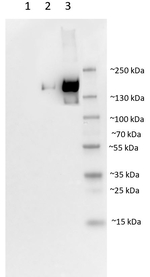 S glycoprotein/SARS-CoV-2 Spike Glycoprotein Polyclonal Antibody