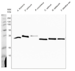 Cyt f/Cytochrome f protein (PetA) of thylakoid Cyt b6/f-complex (higher plants) Antibody in Western Blot (WB)