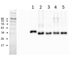 Cyt f/Cytochrome f protein (PetA) of thylakoid Cyt b6/f-complex (higher plants) Antibody in Western Blot (WB)