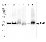 Cyt f/Cytochrome f protein (PetA) of thylakoid Cyt b6/f-complex (higher plants) Polyclonal Antibody