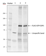 COP1/E3 ubiquitin-protein ligase COP1 Polyclonal Antibody