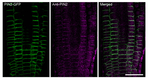 PIN2/Auxin efflux carrier component 2 Antibody in Immunohistochemistry (IHC)