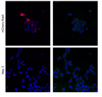 mNeonGreen/ Fluorescent Protein Antibody in Immunocytochemistry (ICC/IF)