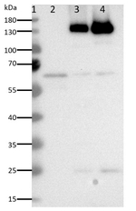 mNeonGreen/ Fluorescent Protein Antibody in Western Blot (WB)