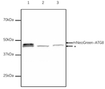 mNeonGreen/ Fluorescent Protein Antibody in Western Blot (WB)